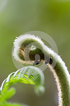 Ant on treetop of fern