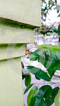 Ant troop teamwork