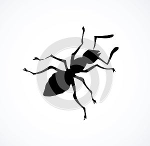 Ant. Vector drawing