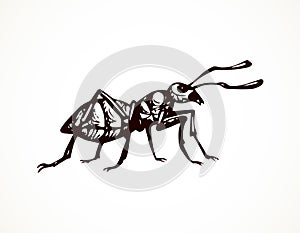 Ant. Vector drawing