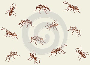 Ant. Vector drawing