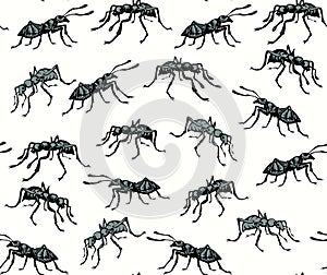 Ant. Vector drawing