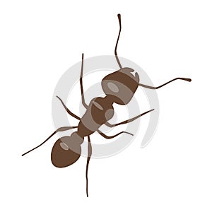 Ant vector illustration. Brown little ant on white background