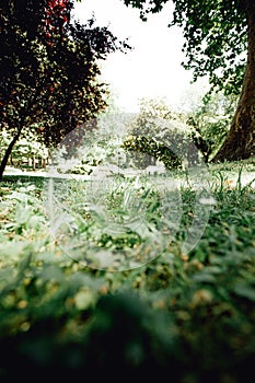 Ant view of the grass of the park with some trees during a bright day