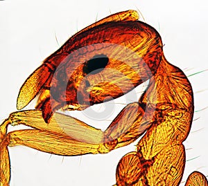 Ant Viewed by Microscope