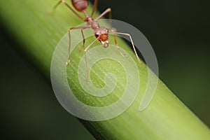 Ant walk on the twigs.