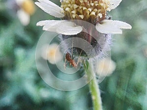 ant walkin on gletang flower in morning looking for food photo