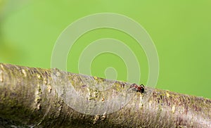 Ant walking on cherry tree branch on blured green background. Macro photo animal