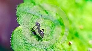 An ant walking on a green leaf
