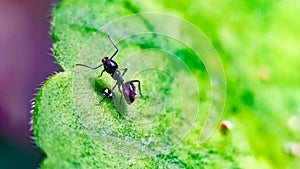An ant walking on a green leaf