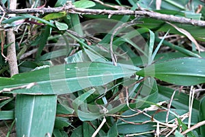 Ant walking on green leaf