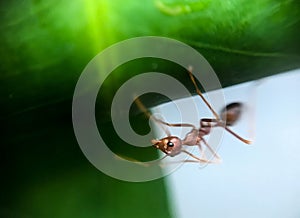 Ant walking on green leaf