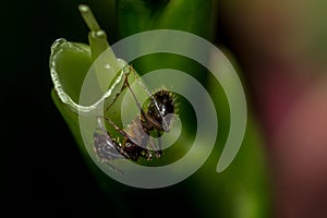 Ant walking photo