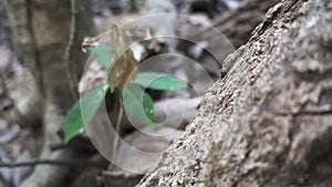 Ant walking over tree trunk in super slow-motion