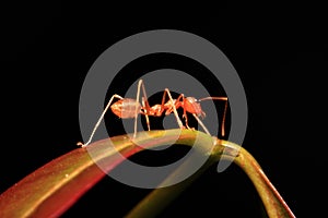 Ant walking on twigs