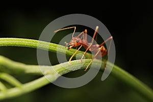 Ant walking on twigs