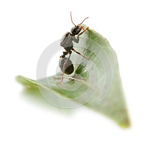 Ant wants to overcome a leaf.