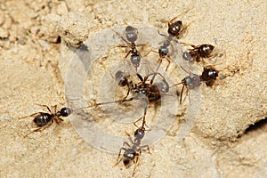 Ant war
