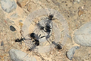 Ant war