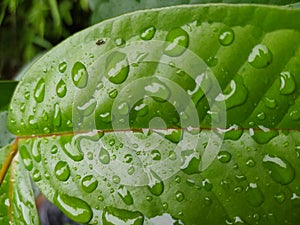 ant water drop leaf rain