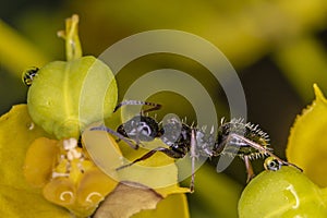 Ant water drop yellow background