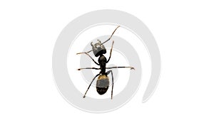 An ant on a white background