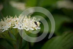 Ant in white bloom's