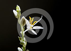 Ant on White Flower having Black Background