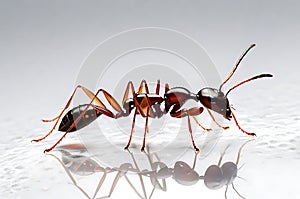 Ant on White Transparent Background: Copy Space for Text