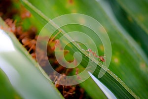 Ant wildlife on plant texture .