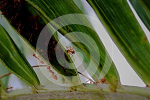 Ant wildlife on plant texture .