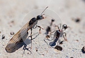 Ant with wings on the ground
