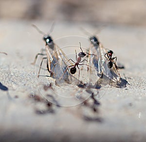 Ant with wings on the ground