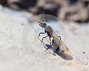 Ant with wings on the ground