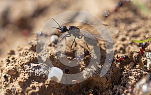 Ant with wings on the ground