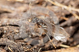 An ant with wings on the ground