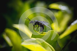 Ant with wings photo