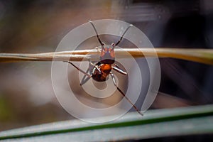 Ant woke up in spring macro shot