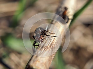 Ant at the wood stick looking at camera