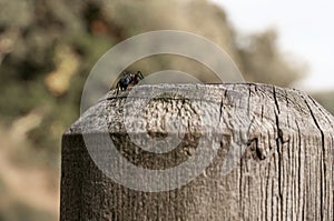 Ant on a wooden poster. photo