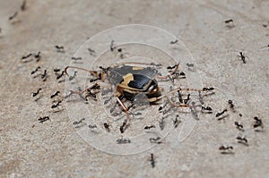 Ant workers photo