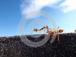 Ant workers