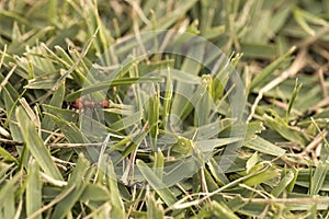 Ant working carring food around. Macro photo.