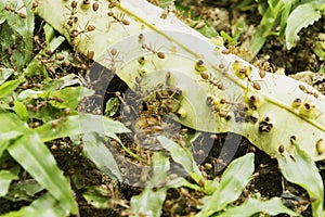 Ant working together.