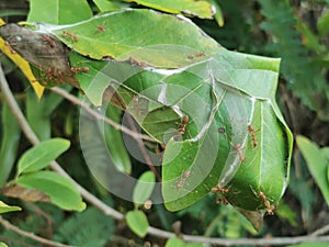 ant's nest Oecophylla smaragdina photo