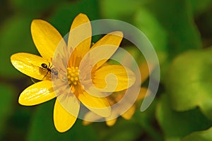 Ant on a yellow flower