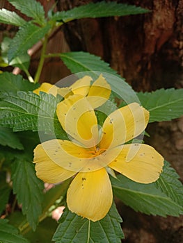 ant in yellow flowers