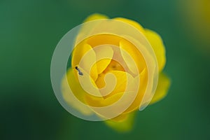 Ant on a Yellow Kingcup