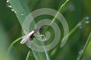 An ant, a young queen with wings (Lasius niger), sits on a blade of grass covered with dew drops.