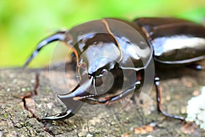 Antaeus stag beetle